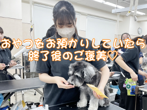 お客様の愛犬をトリミング♪